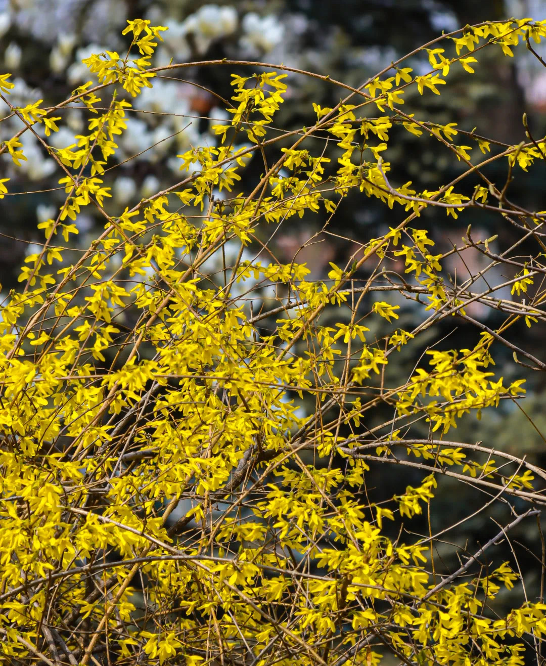 72249f7767354207914f799ed1428ca3.jpeg 72249f7767354207914f799ed1428ca3.jpeg